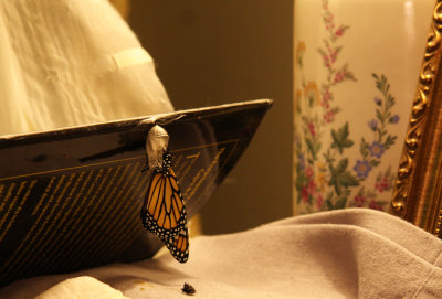 Emerging from its chrysalis