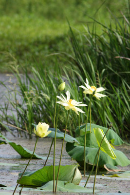 American lotus in a Louisiana swamp