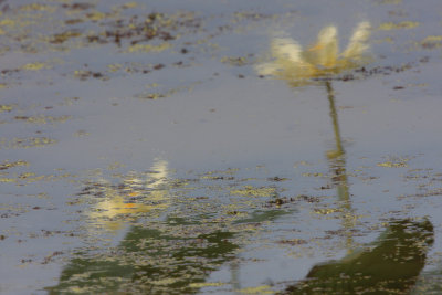 Reflections 