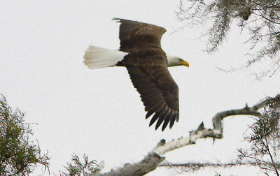 In Flight