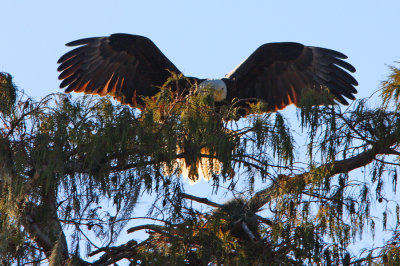 Coming in for a Landing With the Sun at His Back