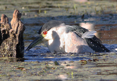 bBlack Crowned Night Heron Taking a Bath in the Marsh