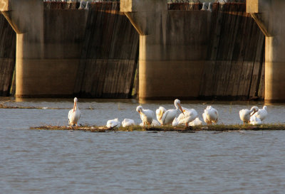 High Water Houses Pelicans at the Spillway Locks December 2015