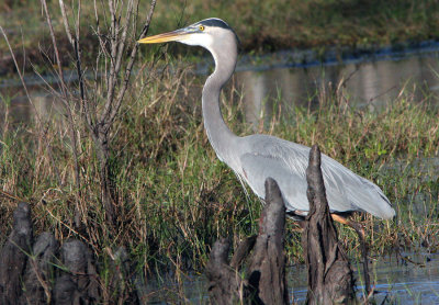 Great Blue Heron among the Cypress Knees