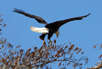 Hovering in the High Winds