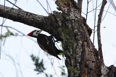 The Very Elusive Pileated Woodpecker