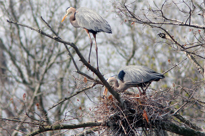 Great Blue Herons Building Their Nest