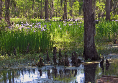 Springtime in the Louisiana Wetlands