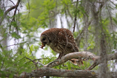 Owl with his catch of Crawfish