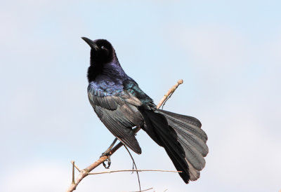 Grackle