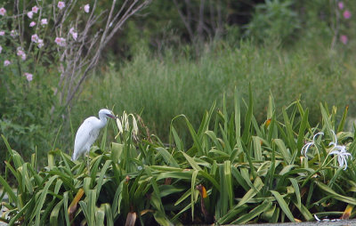 Louisiana Nature Scene