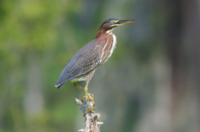 Little  Green Heron of this Spring's Hatch