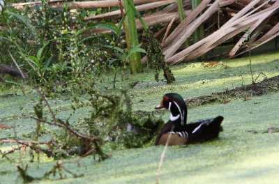 First Wood Duck sighting of the Season