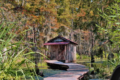 Fall Colors in the Swamp