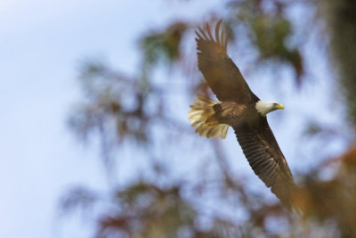 Freedom in Flight