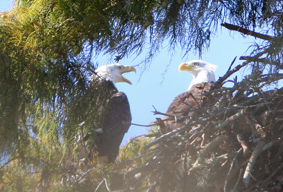 Eagles Communicating at their nest