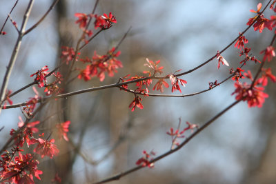 Swamp Maple in Bloom