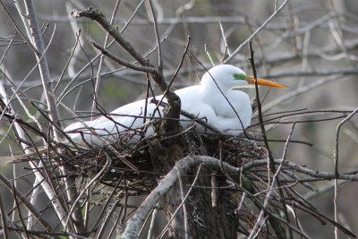 Great White Egret--early nesting