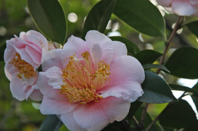 Camellia japonica