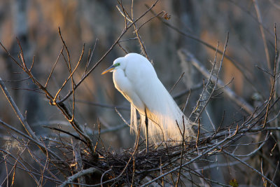 Egret in setting sun