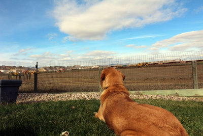 Chuffy on Groundbreaking Day; What the Hell is Going on in MY Field, Am I Going to Lose My Wyoming Skyline?