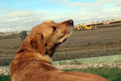 Chuffy: Maybe if I Howl, I Can Scare Those Dozers Away!