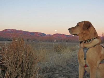 Dawn Breaking With Full Wolf Moon Casting It's Spell on an Awesome Canine...Mr. Chuffers