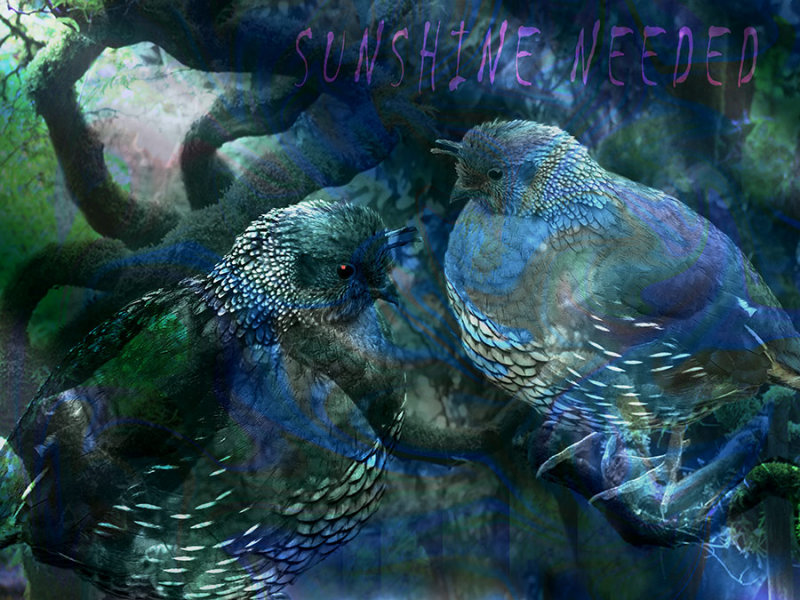 Sunshine Needed
