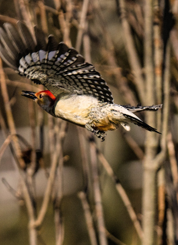 Red  Bellied Flight