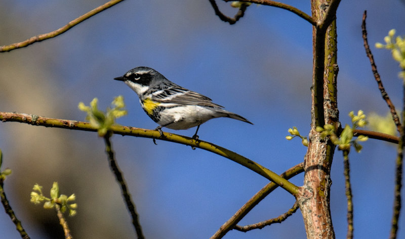yellow rumped warbler