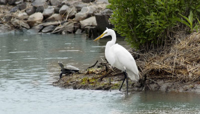 Egret and Turtle