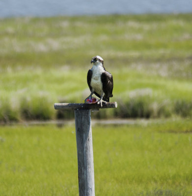 osprey