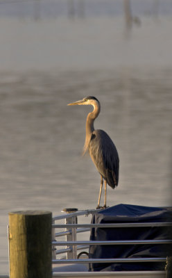 Standing on the dock