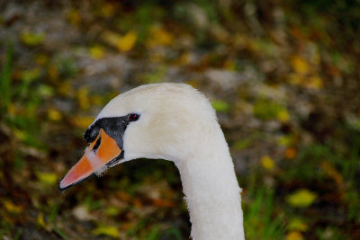 Swan up close