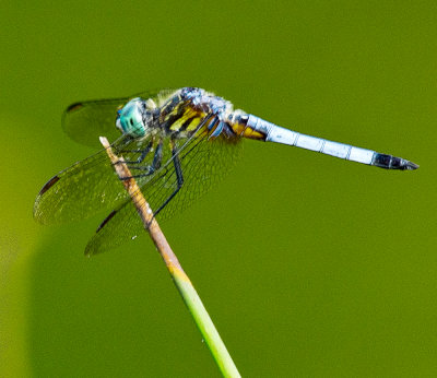 Dragon Fly