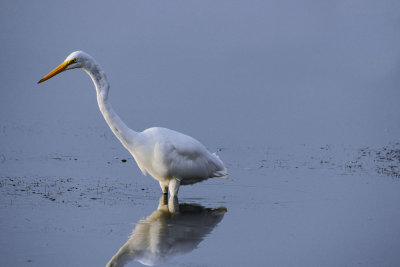 Egret