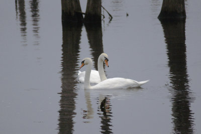 Swans