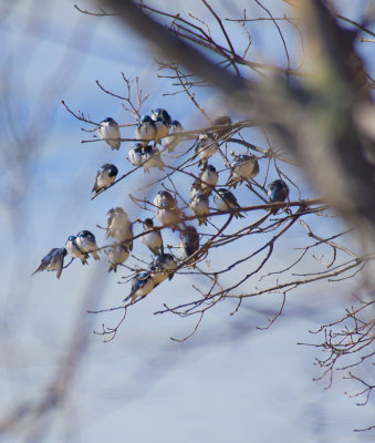 Tree Swallows