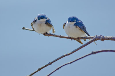 Two tree swallows