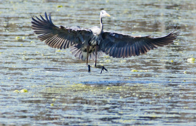 Landing Runway 6