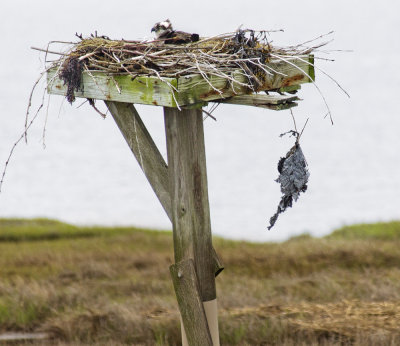 Osprey Nest.