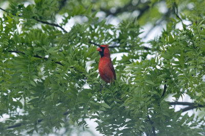 Cardinal Stretch