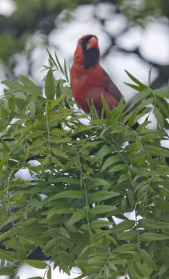 Male Cardinal.