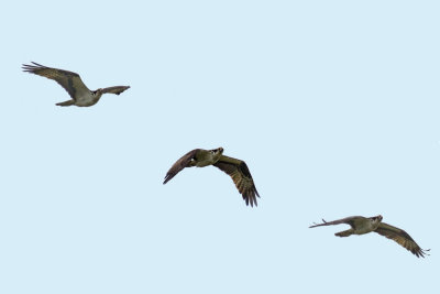 Osprey flight pattern