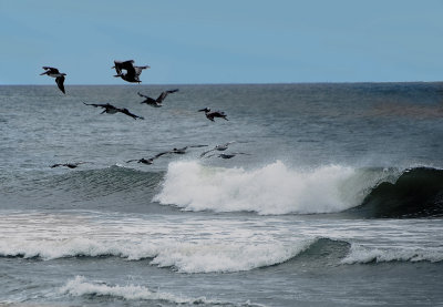 Pelicans over ocean
