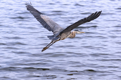 Flying Heron.
