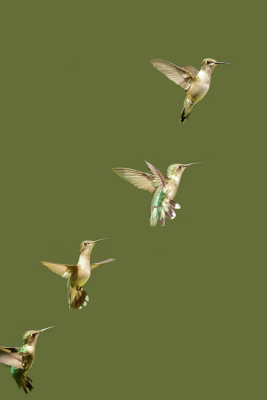 Hummingbird collection