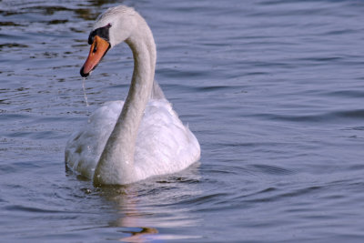 Swan Front.