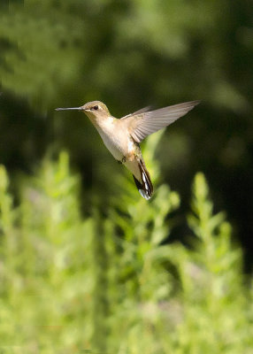 Hunmmingbird