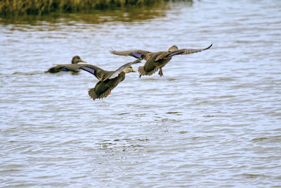 flying ducks